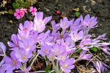DSC_0009.JPG DSC_0009.JPG