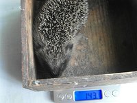 c6043-Igel-Waage-143g.JPG