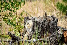 DSC_0421.JPG