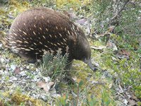 d6375-su-Igel.JPG