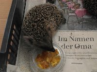 c6180++ I4 frißt.JPG