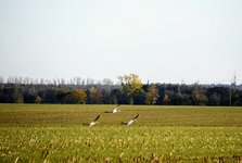 DSC_0648.JPG DSC_0648.JPG