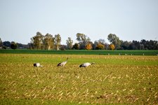 DSC_0626.JPG DSC_0626.JPG