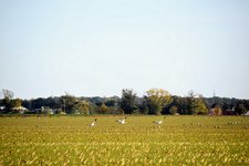 DSC_0662 (1).JPG