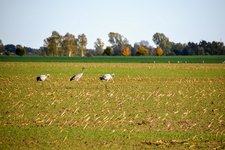 DSC_0625.JPG DSC_0625.JPG