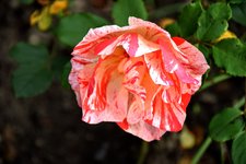 DSC_0069.JPG DSC_0069.JPG