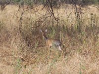 31a_6788_Dikdik-a1.JPG 31a_6788_Dikdik-a1.JPG