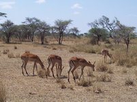 32b_6955_Impalas-sa1.JPG 32b_6955_Impalas-sa1.JPG
