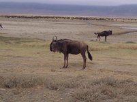 33_6986_Gnus-a1.JPG 33_6986_Gnus-a1.JPG