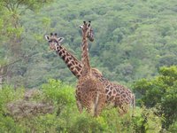 21_6640_Giraffen-sa1.JPG