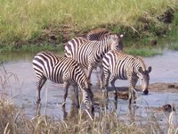 31b_6839_Zebras-ka1.JPG 31b_6839_Zebras-ka1.JPG