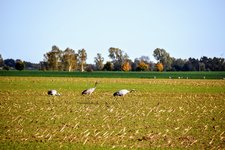 DSC_0626.JPG DSC_0626.JPG