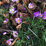 IMG_5416.JPG