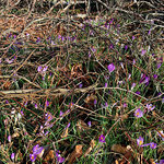 IMG_5415.JPG IMG_5415.JPG