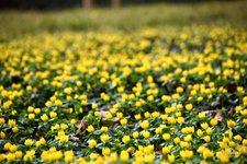 DSC_0142.JPG
