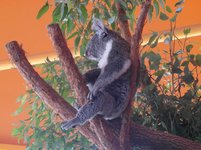 d5291-su-Koala.JPG