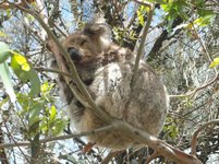 d5816-su-Koala.JPG