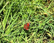 DSC_0233.JPG DSC_0233.JPG