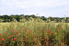 DSC_0177.JPG DSC_0177.JPG