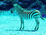 bunteszebra.jpg