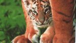 Tigerbaby.jpg