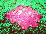 Blatt2.jpg