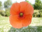 mohn5.jpg