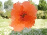 mohn5.2.jpg