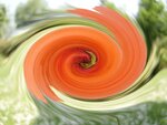 mohn5.4jpg.jpg
