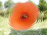 mohn5.5jpg.jpg