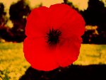 mohn5.6.jpg