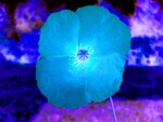 mohn6.jpg