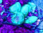 blueten4.jpg