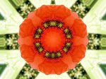 MohnKaleidoskop.jpg