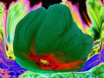 mohn51Blume der Nacht.jpg