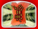 mohn5Blick in den Sommer.jpg