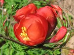 IMG_0250Blüten.jpg