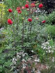 Bauerngarten.jpg