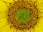 IMG_0215.jpg