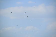 DSC_0216.JPG DSC_0216.JPG