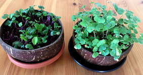 microgreens1_radieschen_buchweizen.jpg