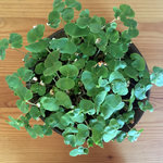 microgreens2_buchweizen.jpg microgreens2_buchweizen.jpg