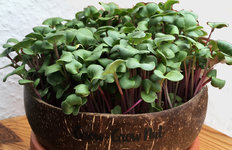 microgreens3_radieschen1.jpg microgreens3_radieschen1.jpg