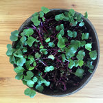 microgreens4_radieschen2.jpg microgreens4_radieschen2.jpg