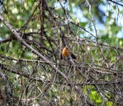 DSC_0165.JPG