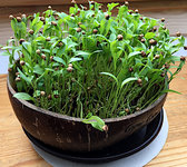 koriander_microgreens.jpg koriander_microgreens.jpg