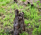 DSC_0041.JPG