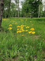 Arnica_montana_180605.jpg