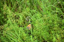 DSC_0217.JPG DSC_0217.JPG