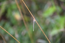 DSC_0176.JPG DSC_0176.JPG